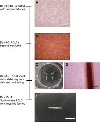 Self-Assembly of an Organized Cementum-Periodontal Ligament-Like Complex Using Scaffold-Free Tissue Engineering